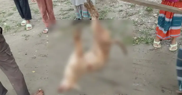 পিটিয়ে মেরে ফেলা সেই শিয়াল